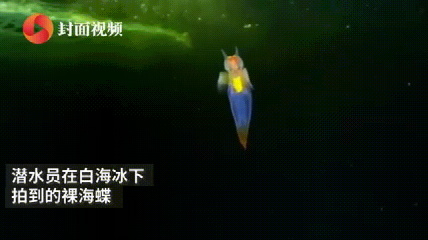 �㺣��������ֳ�����������ʲô