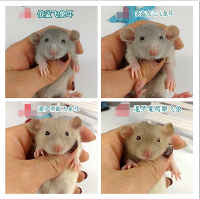 纯种花枝鼠多少钱一只,花枝鼠品种及价格简介