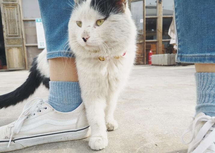 摸猫的头它会把头顶你是喜欢吗,摸猫头猫舒服吗?