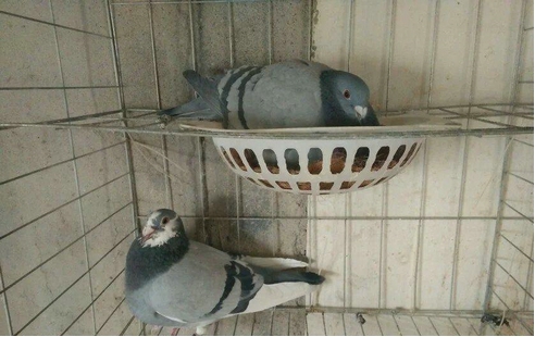 Ϊʲô˵���ﲻ�������ӣ������ӵ����˺��������٣�