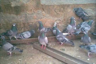 Ϊʲô˵���ﲻ�������ӣ������ӵ����˺��������٣�