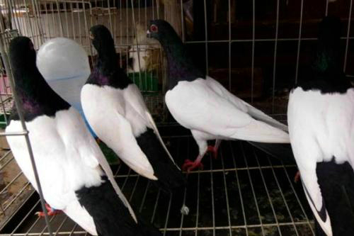 Ϊʲô˵���ﲻ�������ӣ������ӵ����˺��������٣�