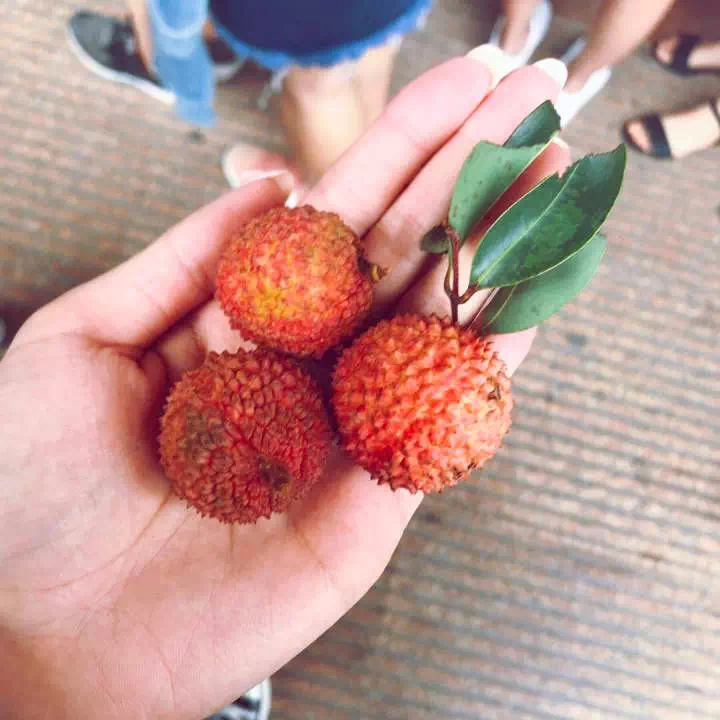 荔枝味的吻是什么梗?请你吃荔枝又是什么梗?