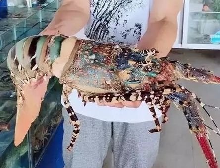 中华锦绣龙虾可以吃吗?中华锦绣龙虾价格如何
