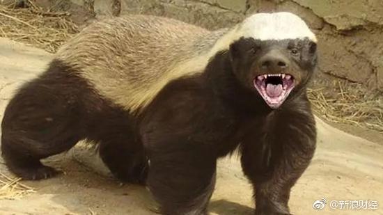 中国哪家动物园有蜜獾?蜜獾把自己搞濒临灭绝成频危动物了吗