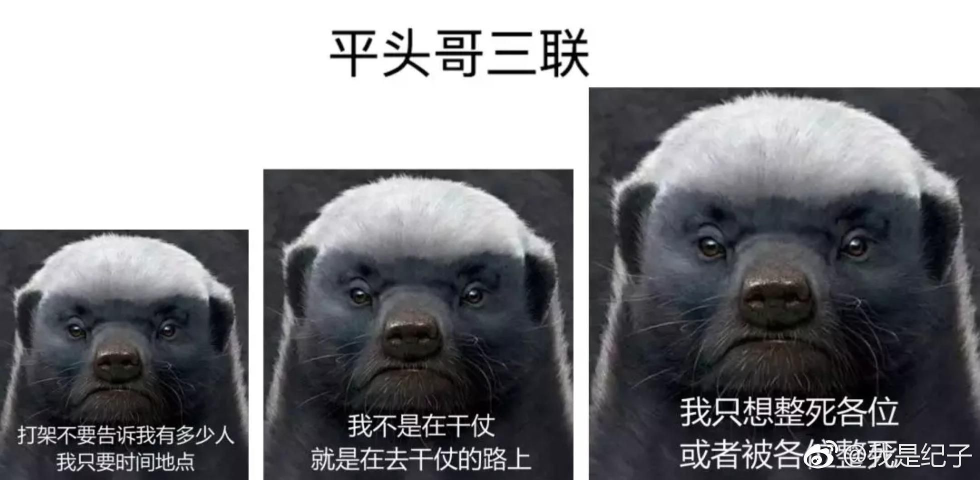 中国哪家动物园有蜜獾?蜜獾把自己搞濒临灭绝成频危动物了吗