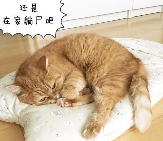 橘猫大概多少钱一只?橘猫为什么那么胖还很凶