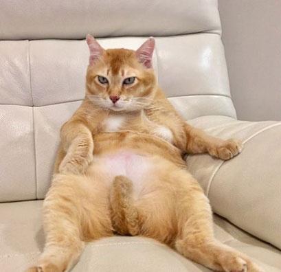 ��è��Ŷ���Ǯһֻ����èΪʲô��ô�ֻ�����