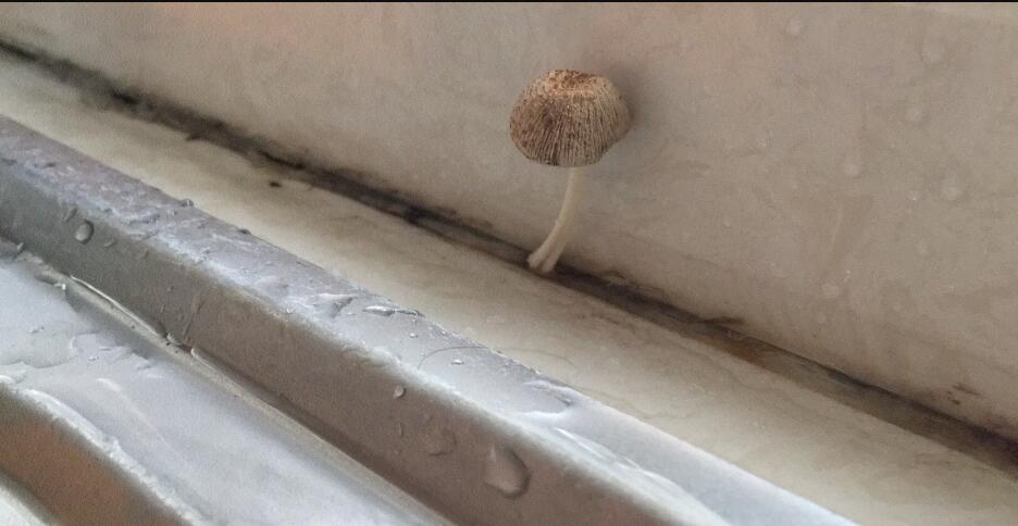 狗尿苔上不了金銮殿是啥意思,狗尿苔骂人什么意思