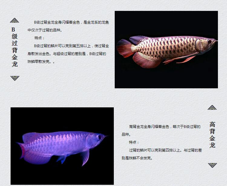 龙鱼过背和高背区别图,金龙鱼等级区分图解?