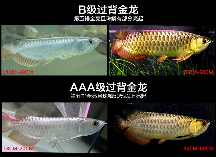 龙鱼过背和高背区别图,金龙鱼等级区分图解?