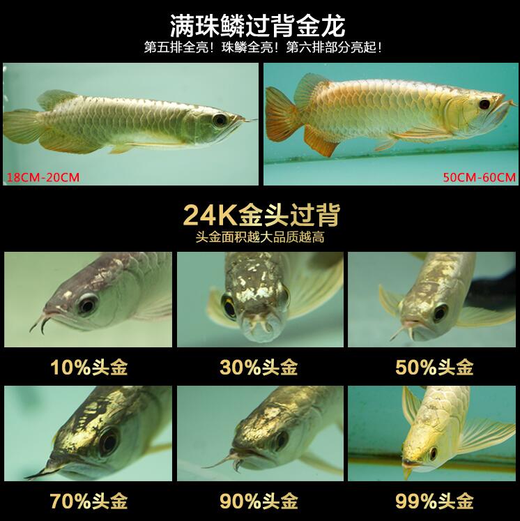 龙鱼过背和高背区别图,金龙鱼等级区分图解?