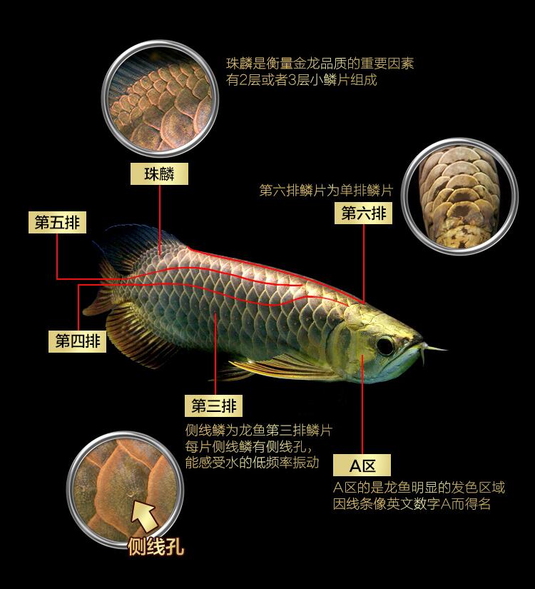 龙鱼过背和高背区别图,金龙鱼等级区分图解?
