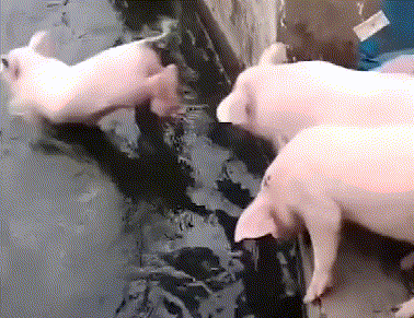 ǳϲʲô˼ŶˮGIF
