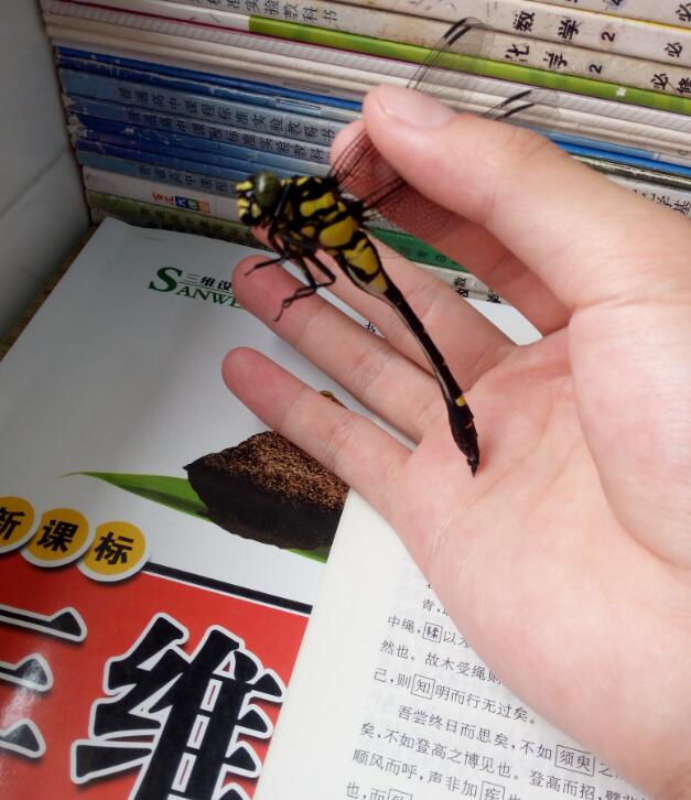 鬼蜻蜓是益虫还是害虫,鬼蜻蜓为什么叫鬼是鬼变的?