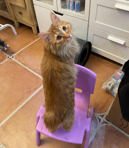 麒麟猫的特点,麒麟尾的猫罕见吗?