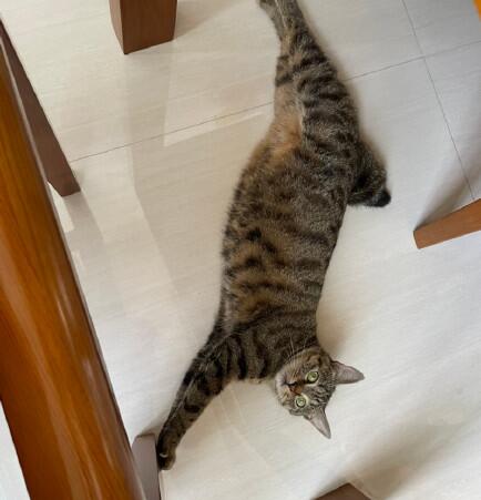 麒麟猫的特点,麒麟尾的猫罕见吗?