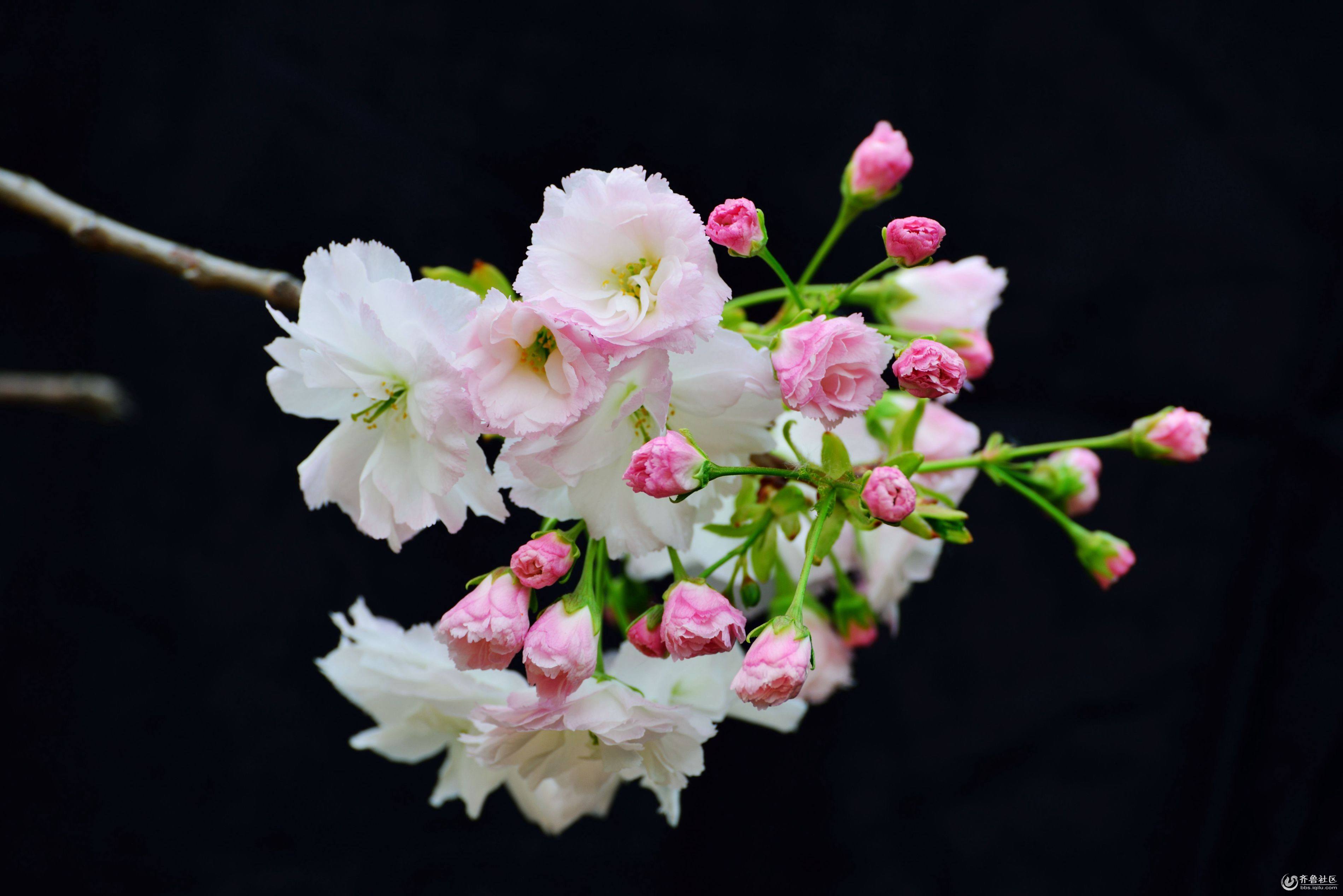 ӣΪʲôӣӣһһ