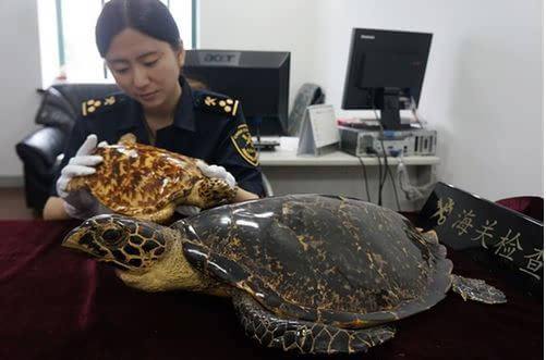 为什么家里千万不要挂玳瑁,玳瑁的风水禁忌盘点