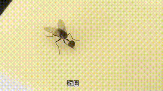 ӬڸʲôӬֱ