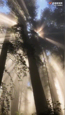 丁达尔效应爱情的含义是什么?丁达尔效应是物理现象还是化学现象