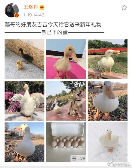 �ƶ�Ѽ���̸��𣬿¶�Ѽ�����������ó���