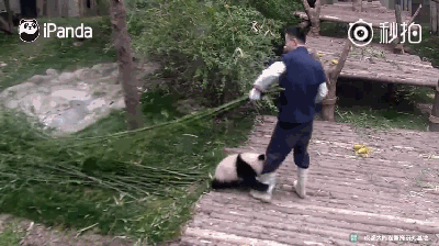 大熊猫奇一火到国外 不爱竹子爱抱大腿(图/视频)