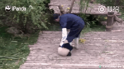 大熊猫奇一火到国外 不爱竹子爱抱大腿(图/视频)