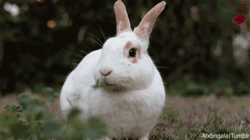 ������˹��Ϊʲô�����ӣ�������˹���������۶���