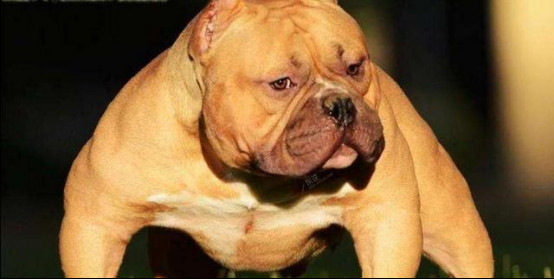 恶霸犬到底咬不咬人有攻击性吗?恶霸犬什么怎么那么多肌肉