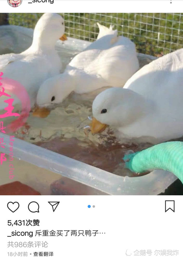 ��˼�ϵĿƶ�Ѽ����Ǯһֻ���ƶ�Ѽ����С��Ѽ���߿ɴ�Ѽ��ԭ�����
