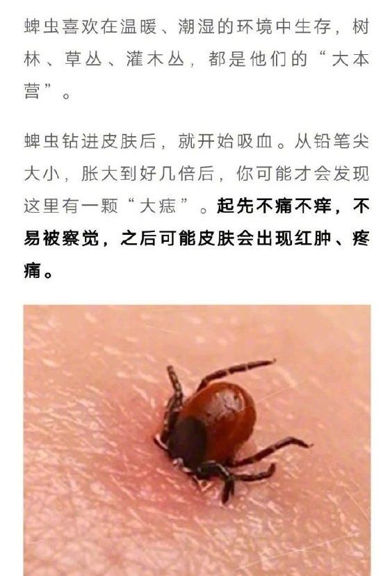 蜱虫为什么能咬死人,被蜱虫咬了怎么处理最安全?