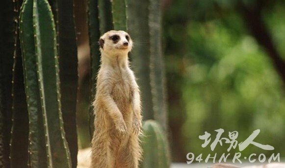 毒蛇咬死的捕蛇者视频,毒蛇为什么咬不死蛇獴