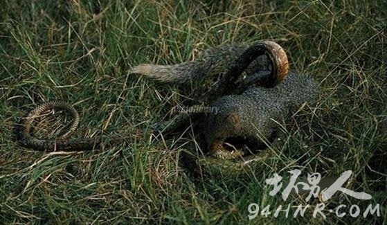 毒蛇咬死的捕蛇者视频,毒蛇为什么咬不死蛇獴
