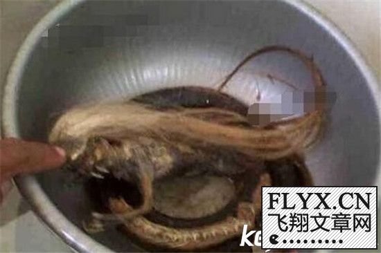 广西挖掘机挖出人头蛇,人头蛇身怪物震惊全球