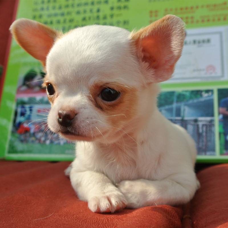 为什么说吉娃娃狗太恶心,多人遗弃吉娃娃原因是啥?
