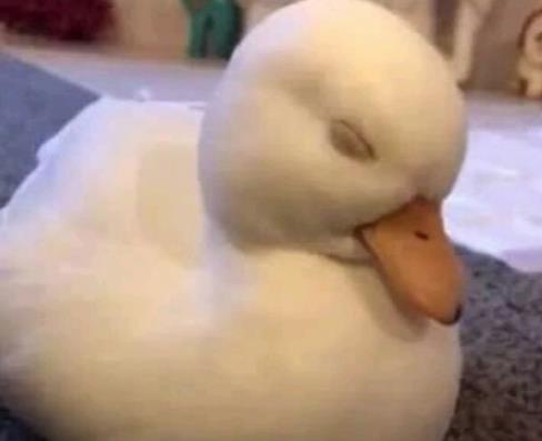 ¶ѼͨѼʲô𣬿¶Ѽ̸ã