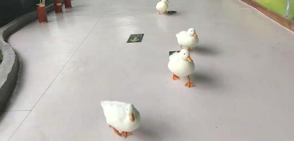 ¶ѼͨѼʲô𣬿¶Ѽ̸ã