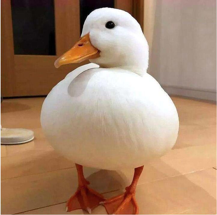¶ѼͨѼʲô𣬿¶Ѽ̸ã