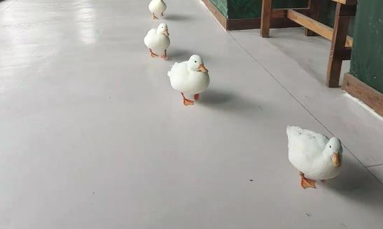 ¶ѼͨѼʲô𣬿¶Ѽ̸ã