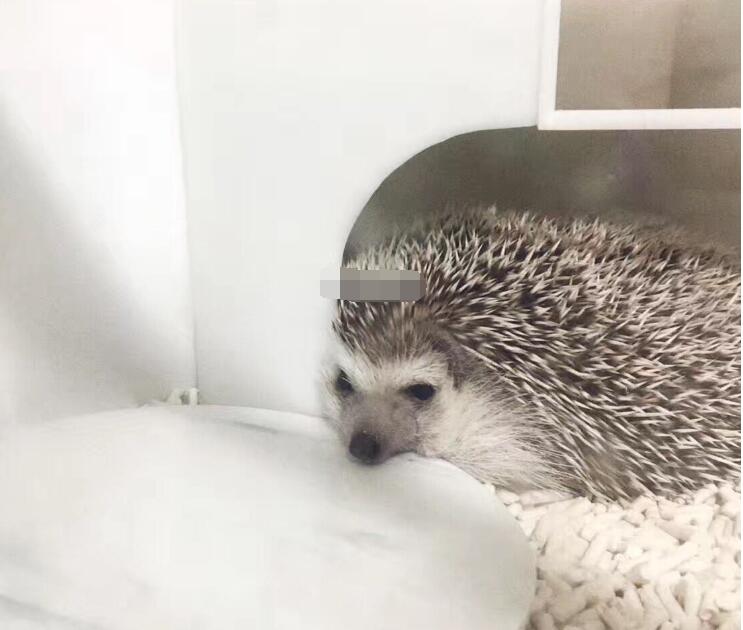 刺猬为什么不能随便养,家中养刺猬对风水好吗?