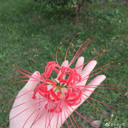 彼岸花用血喂养会如何?什么星座最像彼岸花