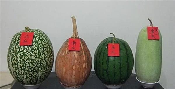 北瓜为什么叫阴瓜,揭秘北瓜的恐怖传说
