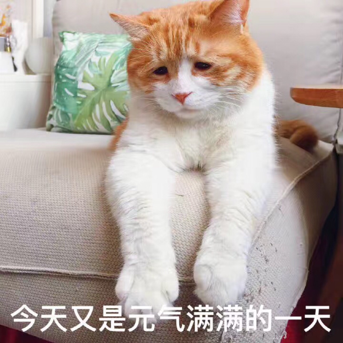 ˵Ԫһ𲻿ɻָԪβԪ