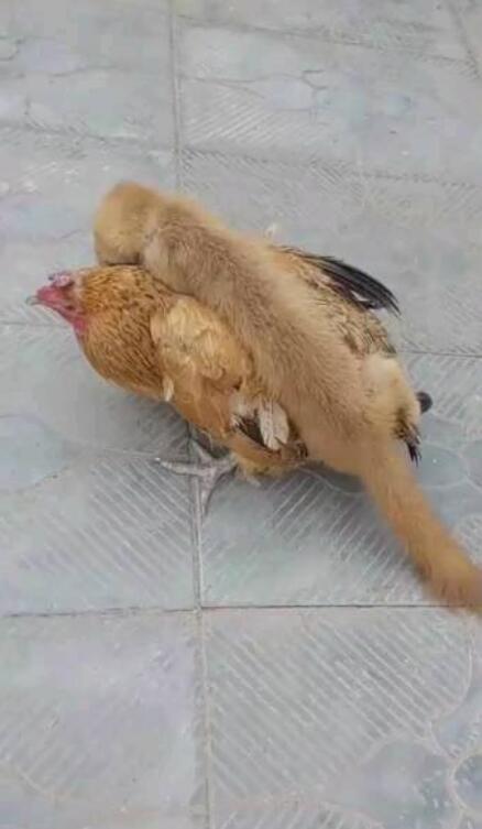 �����Ǹ����ܺ������𣬱���������ô�����ߣ�
