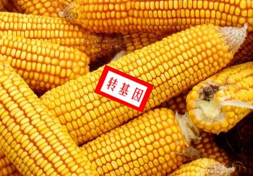 如何分辨转基因玉米图?辨别转基因玉米的方法