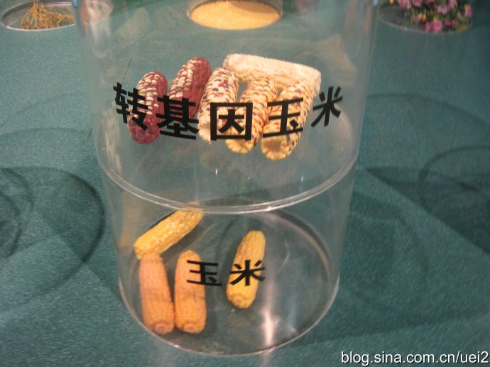 如何分辨转基因玉米图?辨别转基因玉米的方法