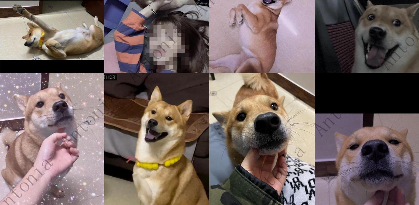��Ȯ����ͼƬ����Ȯ���߱�͵�¼��ع�