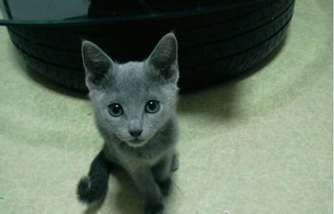 长得像狐狸的猫什么品种的,狐狸猫多少钱一只?