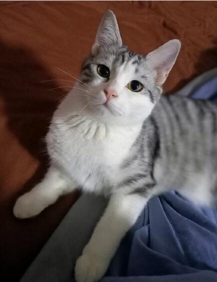 猫肉什么味道是酸的吗,传说吃了猫肉会怎么样?
